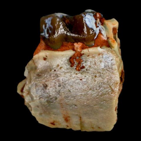 0.8" Mesohippus Fossil Tooth Jaw Three Toed Horse Oligocene Age SD Badlands COA - Fossil Age Minerals