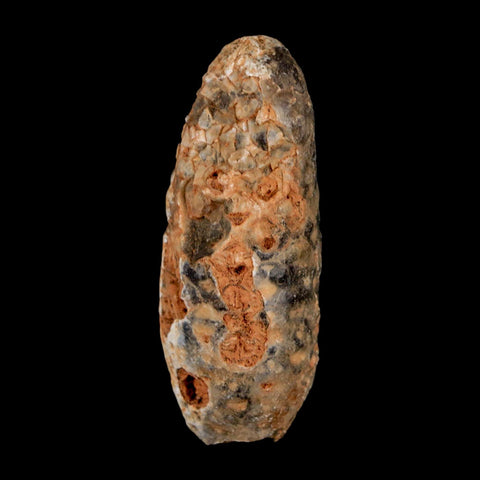 XL 2.1" Fossil Pine Cone Equicalastrobus Replaced By Agate Eocene Age Seeds Fruit - Fossil Age Minerals