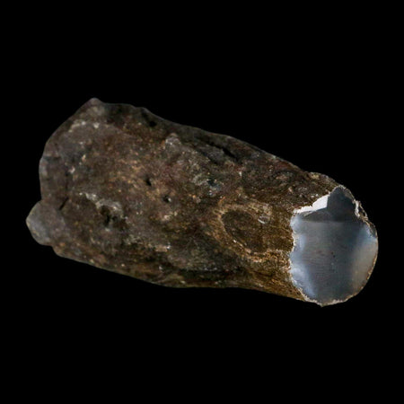 2.6" Fossilized Blue Forest Petrified Wood Limb Branch Eden Wyoming 50 Mil Yrs Old