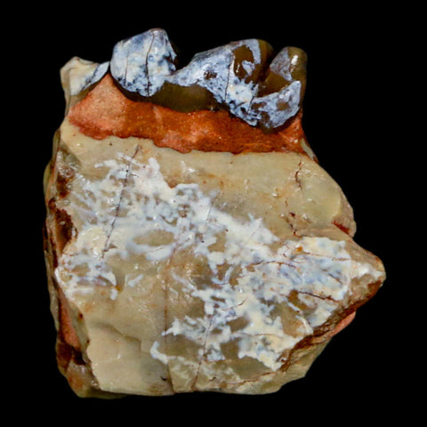 0.8" Mesohippus Fossil Tooth Jaw Three Toed Horse Oligocene Age SD Badlands COA - Fossil Age Minerals
