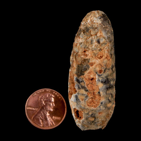 XL 2.1" Fossil Pine Cone Equicalastrobus Replaced By Agate Eocene Age Seeds Fruit - Fossil Age Minerals