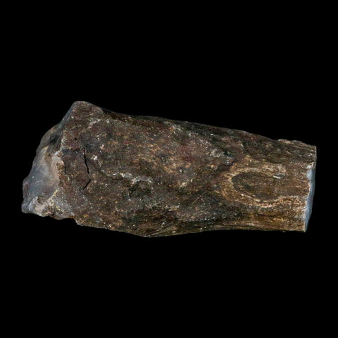 2.6" Fossilized Blue Forest Petrified Wood Limb Branch Eden Wyoming 50 Mil Yrs Old - Fossil Age Minerals