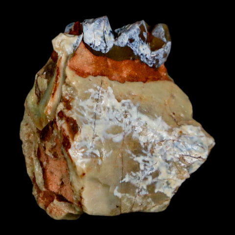 0.8" Mesohippus Fossil Tooth Jaw Three Toed Horse Oligocene Age SD Badlands COA - Fossil Age Minerals