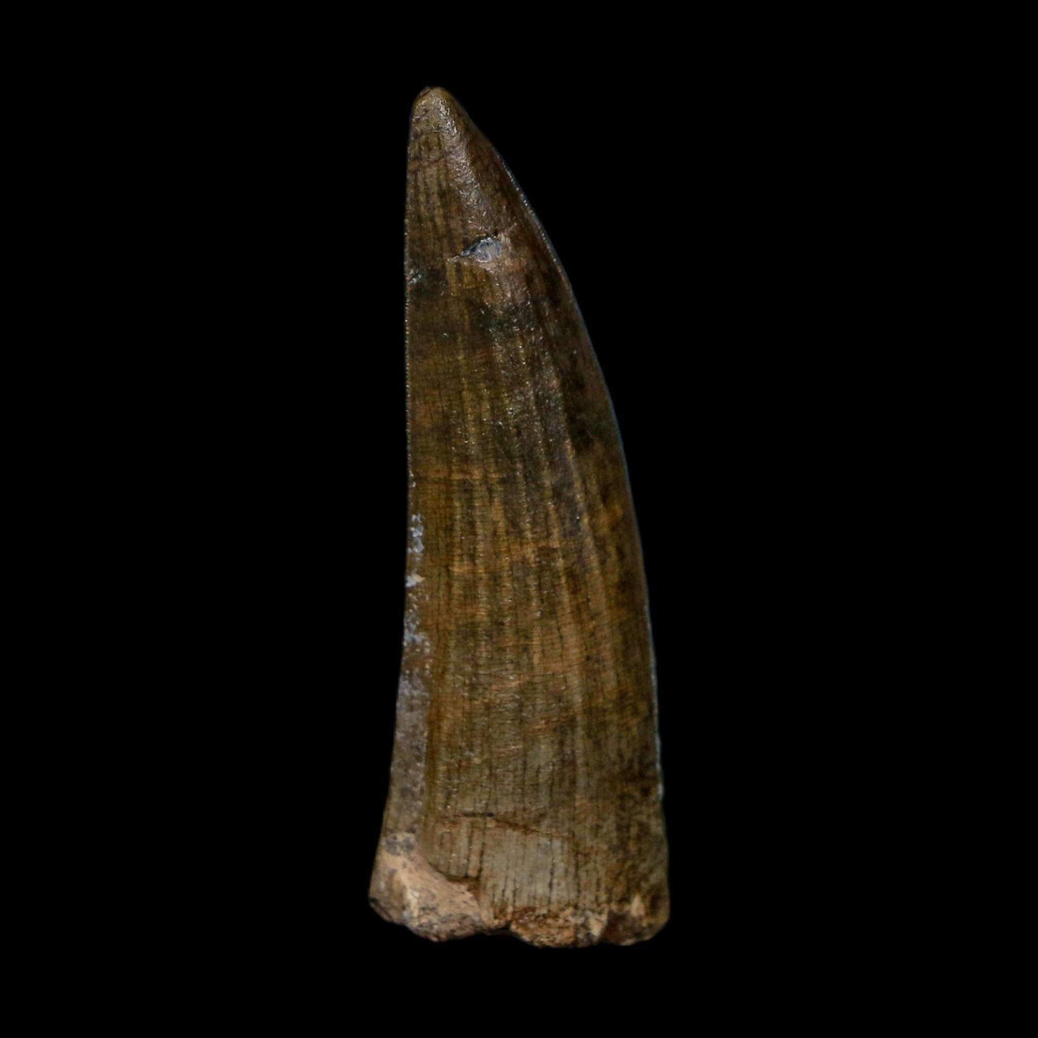1.5" Suchomimus Fossil Tooth Cretaceous Spinosaurid Dinosaur Elraz FM Niger COA