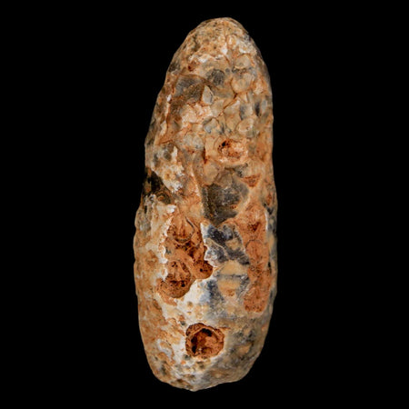 XL 2.1" Fossil Pine Cone Equicalastrobus Replaced By Agate Eocene Age Seeds Fruit