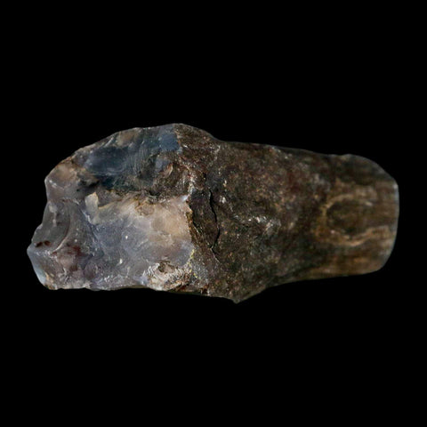2.6" Fossilized Blue Forest Petrified Wood Limb Branch Eden Wyoming 50 Mil Yrs Old - Fossil Age Minerals