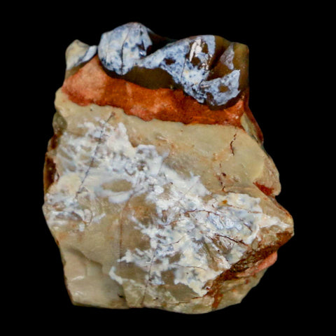 0.8" Mesohippus Fossil Tooth Jaw Three Toed Horse Oligocene Age SD Badlands COA - Fossil Age Minerals