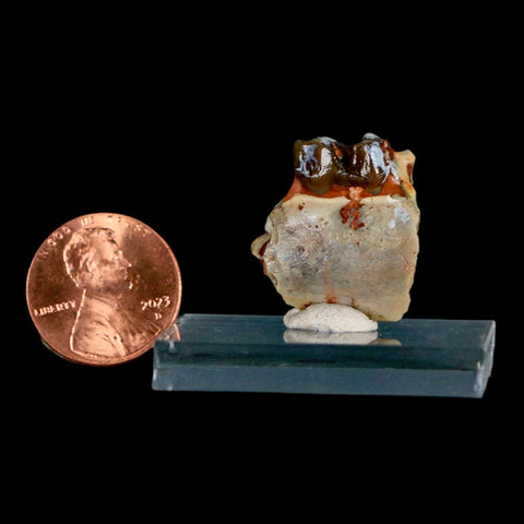 0.8" Mesohippus Fossil Tooth Jaw Three Toed Horse Oligocene Age SD Badlands COA - Fossil Age Minerals