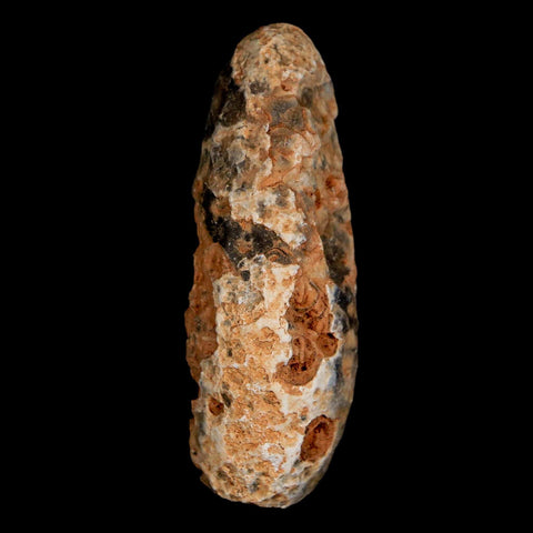 XL 2.1" Fossil Pine Cone Equicalastrobus Replaced By Agate Eocene Age Seeds Fruit - Fossil Age Minerals