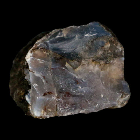 2.6" Fossilized Blue Forest Petrified Wood Limb Branch Eden Wyoming 50 Mil Yrs Old - Fossil Age Minerals