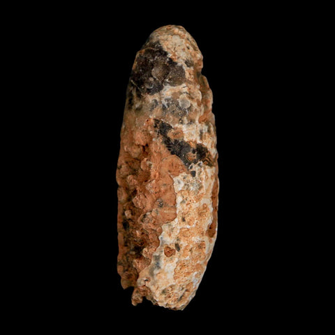 XL 2.1" Fossil Pine Cone Equicalastrobus Replaced By Agate Eocene Age Seeds Fruit - Fossil Age Minerals