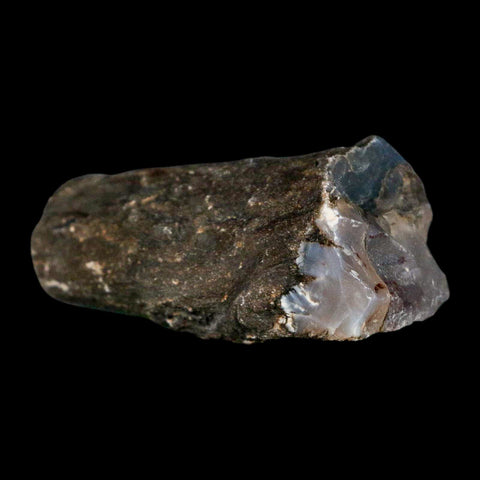 2.6" Fossilized Blue Forest Petrified Wood Limb Branch Eden Wyoming 50 Mil Yrs Old - Fossil Age Minerals