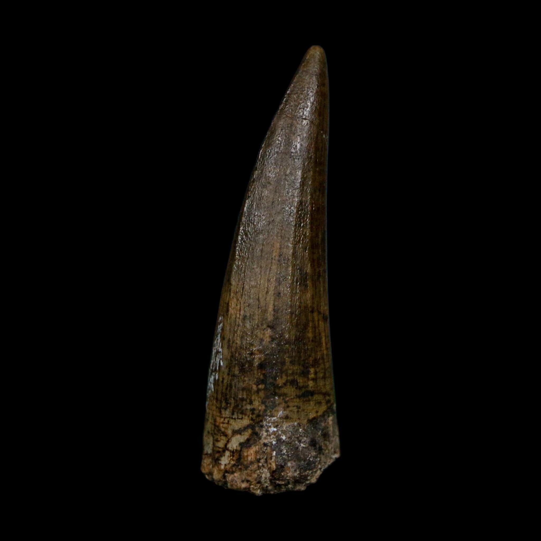 1.5" Suchomimus Fossil Tooth Cretaceous Spinosaurid Dinosaur Elraz FM Niger COA