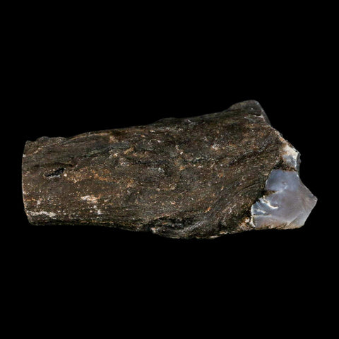 2.6" Fossilized Blue Forest Petrified Wood Limb Branch Eden Wyoming 50 Mil Yrs Old - Fossil Age Minerals