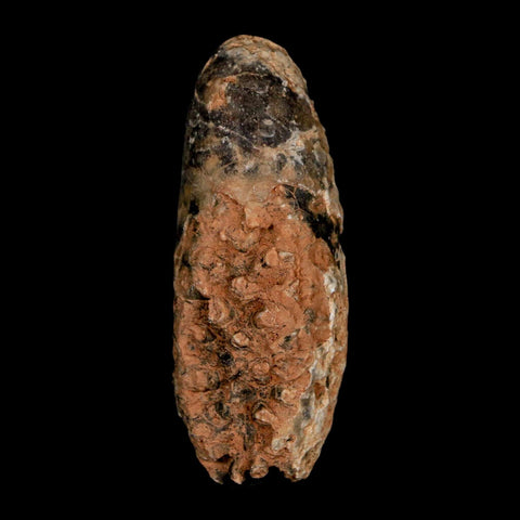XL 2.1" Fossil Pine Cone Equicalastrobus Replaced By Agate Eocene Age Seeds Fruit - Fossil Age Minerals