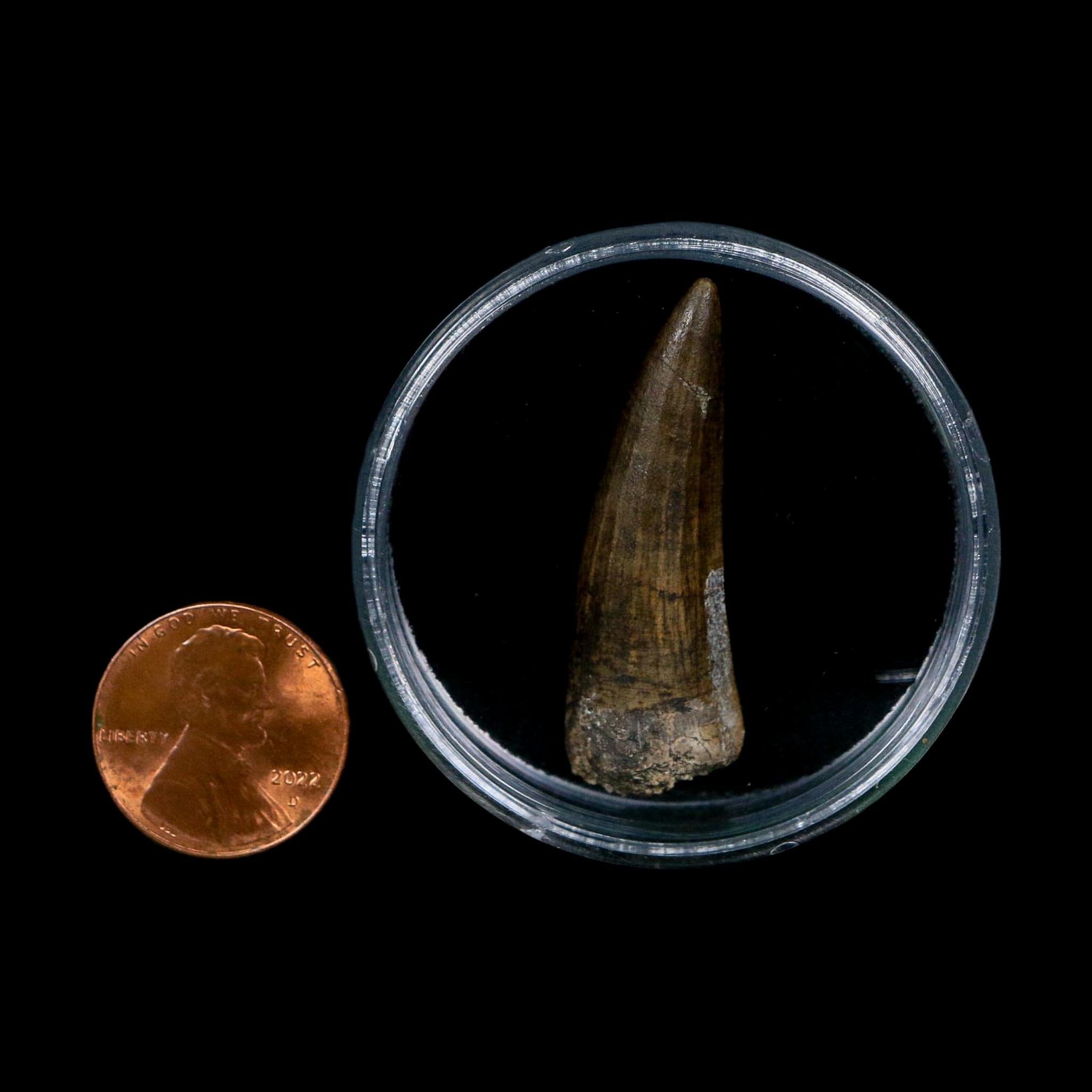 1.5" Suchomimus Fossil Tooth Cretaceous Spinosaurid Dinosaur Elraz FM Niger COA