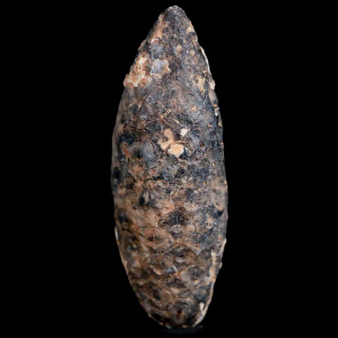 1.7 Fossil Pine Cone Equicalastrobus Replaced By Agate Eocene Age Seeds Fruit - Fossil Age Minerals