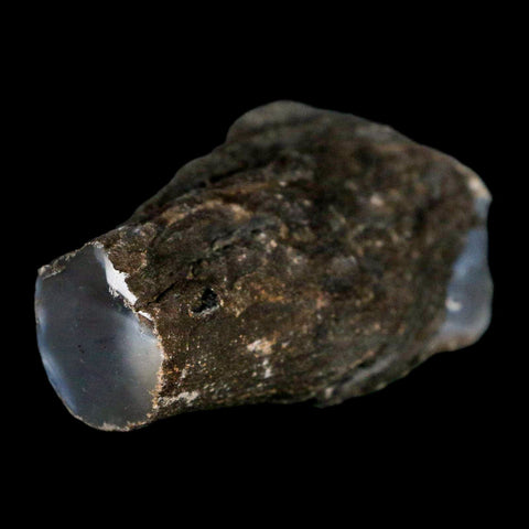 2.6" Fossilized Blue Forest Petrified Wood Limb Branch Eden Wyoming 50 Mil Yrs Old - Fossil Age Minerals