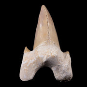 2.6" Otodus Obliquus Shark Fossil Tooth Specimen Oued Zem Morocco COA