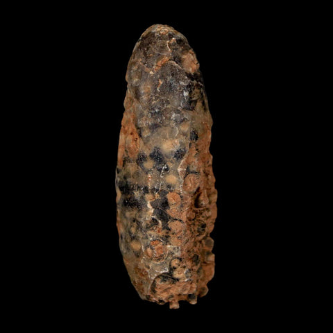 XL 2.1" Fossil Pine Cone Equicalastrobus Replaced By Agate Eocene Age Seeds Fruit - Fossil Age Minerals