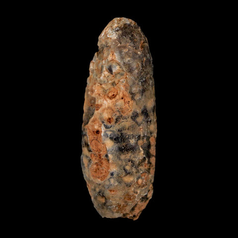 XL 2.1" Fossil Pine Cone Equicalastrobus Replaced By Agate Eocene Age Seeds Fruit - Fossil Age Minerals