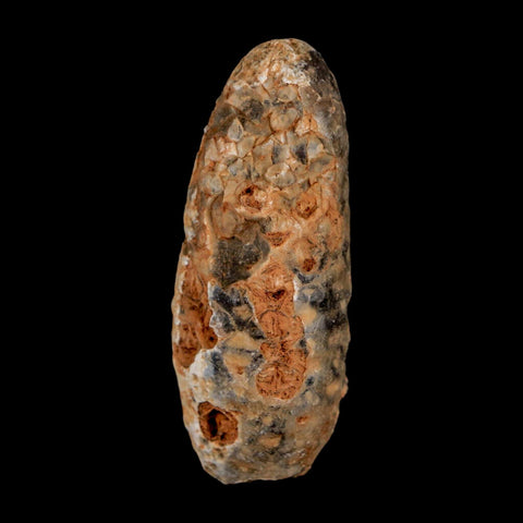 XL 2.1" Fossil Pine Cone Equicalastrobus Replaced By Agate Eocene Age Seeds Fruit - Fossil Age Minerals