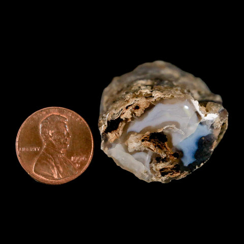 1.9" Fossilized Blue Forest Petrified Wood Limb Branch Eden Wyoming 50 Mil Yrs Old - Fossil Age Minerals