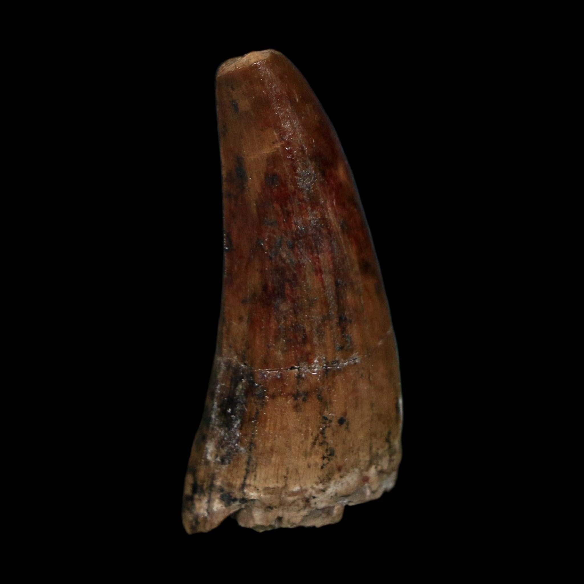 1.3" Suchomimus Fossil Tooth Cretaceous Spinosaurid Dinosaur Elraz FM Niger COA