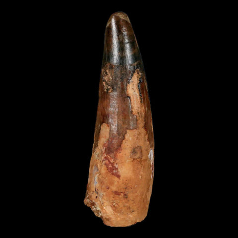 XL 3.5" Spinosaurus Fossil Tooth 100 Million Years Old Cretaceous Dinosaur COA - Fossil Age Minerals