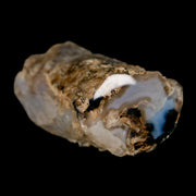1.9" Fossilized Blue Forest Petrified Wood Limb Branch Eden Wyoming 50 Mil Yrs Old