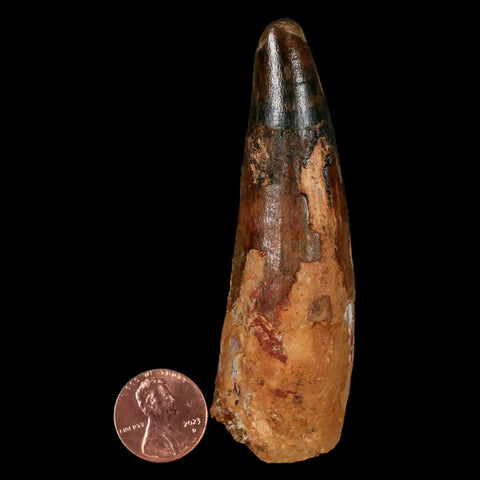 XL 3.5" Spinosaurus Fossil Tooth 100 Million Years Old Cretaceous Dinosaur COA - Fossil Age Minerals