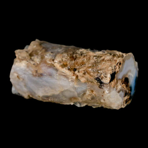 1.9" Fossilized Blue Forest Petrified Wood Limb Branch Eden Wyoming 50 Mil Yrs Old - Fossil Age Minerals