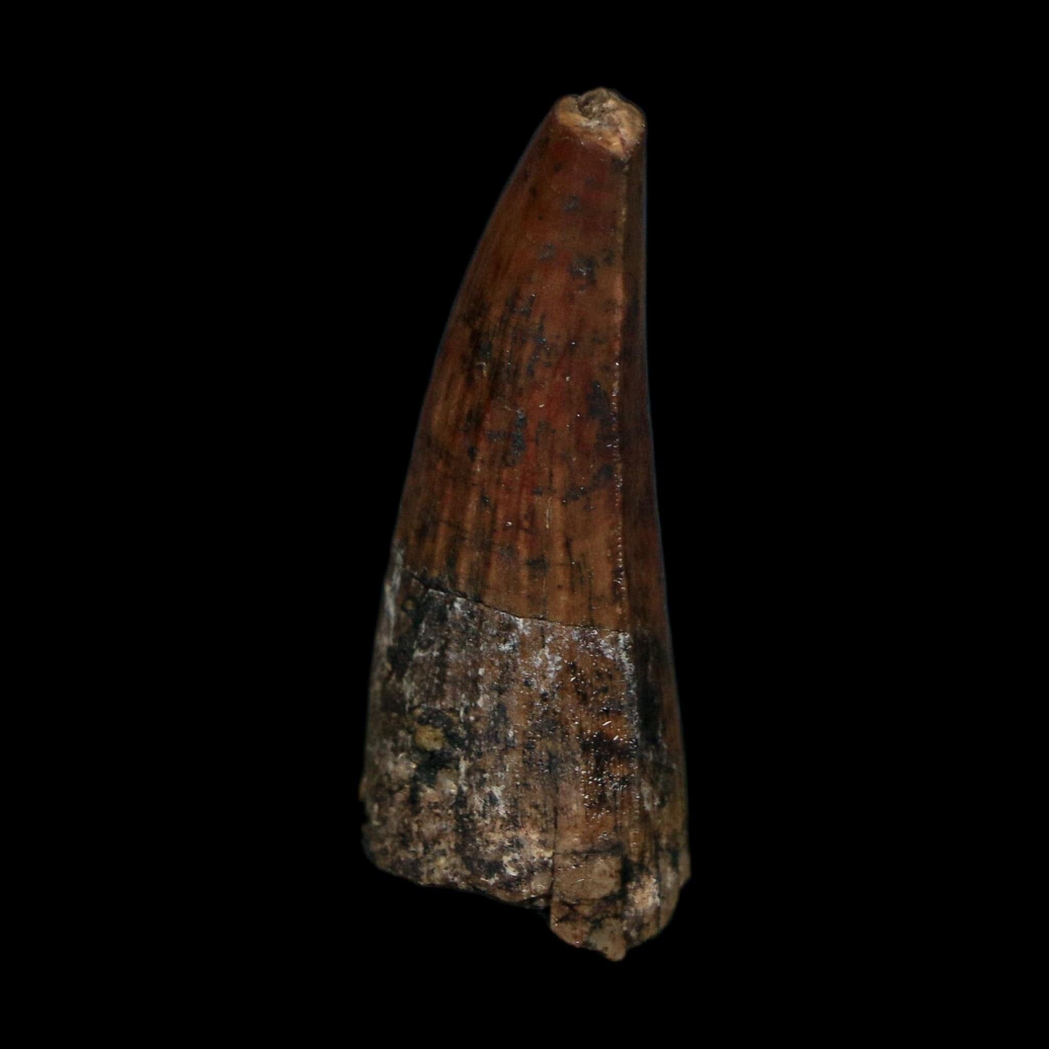 1.3" Suchomimus Fossil Tooth Cretaceous Spinosaurid Dinosaur Elraz FM Niger COA