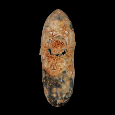 XL 2.1" Fossil Pine Cone Equicalastrobus Replaced By Agate Eocene Age Seeds Fruit