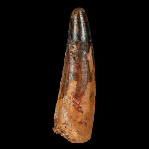 XL 3.5" Spinosaurus Fossil Tooth 100 Million Years Old Cretaceous Dinosaur COA - Fossil Age Minerals