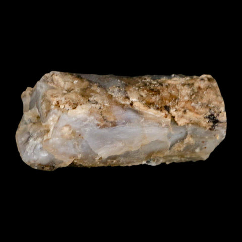1.9" Fossilized Blue Forest Petrified Wood Limb Branch Eden Wyoming 50 Mil Yrs Old - Fossil Age Minerals