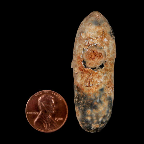 XL 2.1" Fossil Pine Cone Equicalastrobus Replaced By Agate Eocene Age Seeds Fruit - Fossil Age Minerals