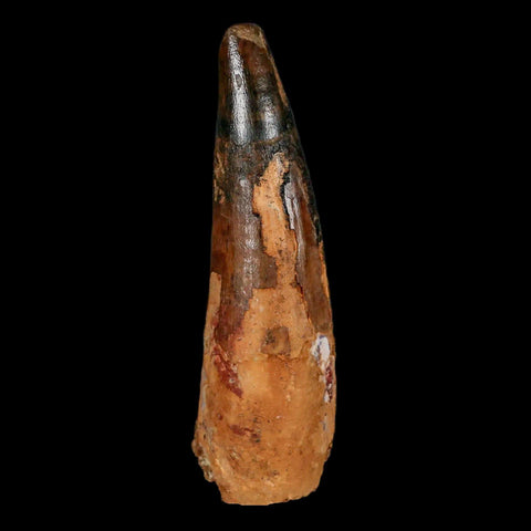 XL 3.5" Spinosaurus Fossil Tooth 100 Million Years Old Cretaceous Dinosaur COA - Fossil Age Minerals