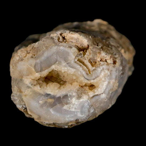1.9" Fossilized Blue Forest Petrified Wood Limb Branch Eden Wyoming 50 Mil Yrs Old - Fossil Age Minerals