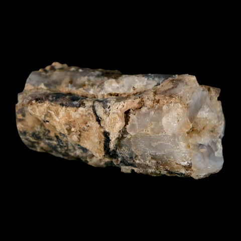 1.9" Fossilized Blue Forest Petrified Wood Limb Branch Eden Wyoming 50 Mil Yrs Old - Fossil Age Minerals