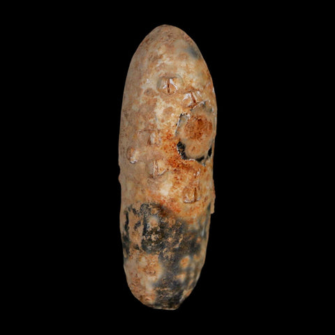 XL 2.1" Fossil Pine Cone Equicalastrobus Replaced By Agate Eocene Age Seeds Fruit - Fossil Age Minerals