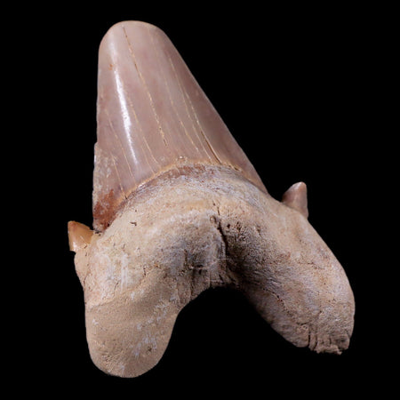 2" Otodus Obliquus Shark Fossil Tooth Specimen Oued Zem Morocco COA
