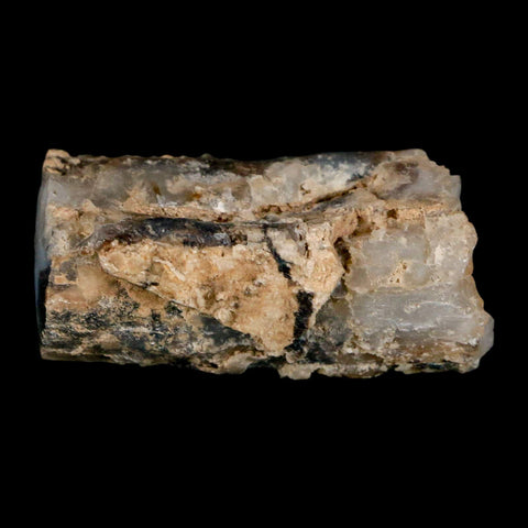 1.9" Fossilized Blue Forest Petrified Wood Limb Branch Eden Wyoming 50 Mil Yrs Old - Fossil Age Minerals
