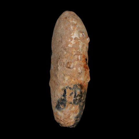 XL 2.1" Fossil Pine Cone Equicalastrobus Replaced By Agate Eocene Age Seeds Fruit - Fossil Age Minerals