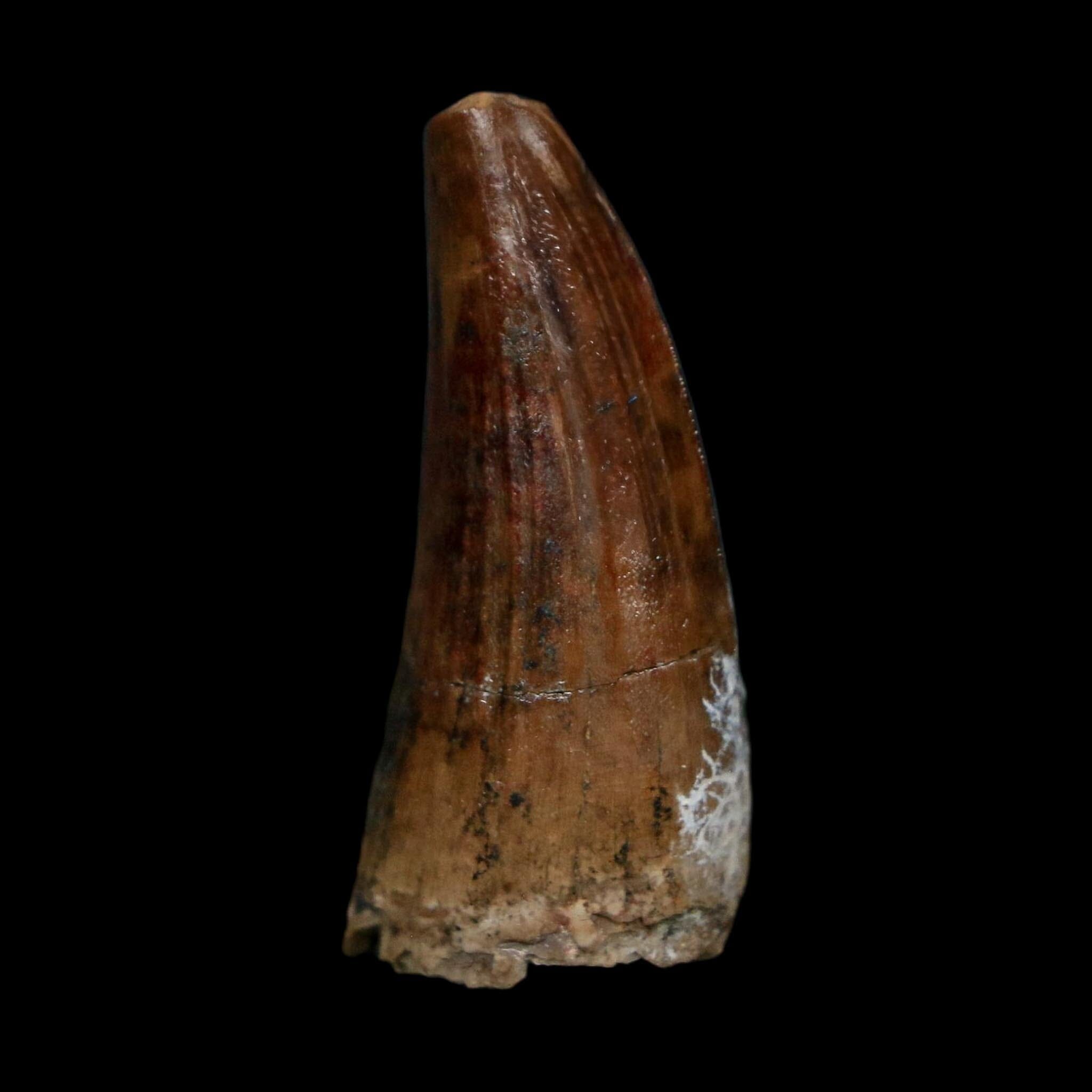 1.3" Suchomimus Fossil Tooth Cretaceous Spinosaurid Dinosaur Elraz FM Niger COA
