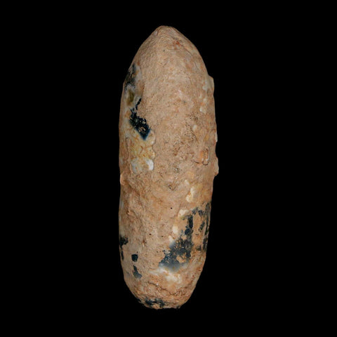 XL 2.1" Fossil Pine Cone Equicalastrobus Replaced By Agate Eocene Age Seeds Fruit - Fossil Age Minerals