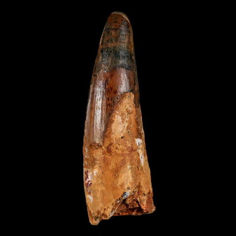 XL 3.5" Spinosaurus Fossil Tooth 100 Million Years Old Cretaceous Dinosaur COA - Fossil Age Minerals