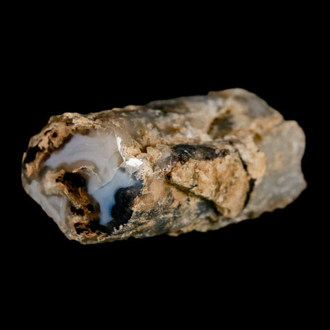 1.9" Fossilized Blue Forest Petrified Wood Limb Branch Eden Wyoming 50 Mil Yrs Old - Fossil Age Minerals
