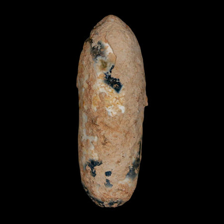 XL 2.1" Fossil Pine Cone Equicalastrobus Replaced By Agate Eocene Age Seeds Fruit