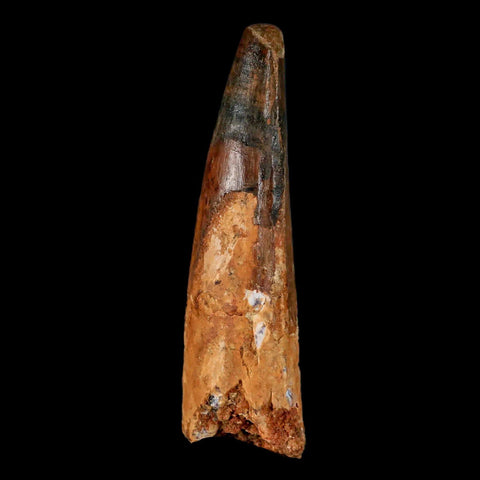XL 3.5" Spinosaurus Fossil Tooth 100 Million Years Old Cretaceous Dinosaur COA - Fossil Age Minerals